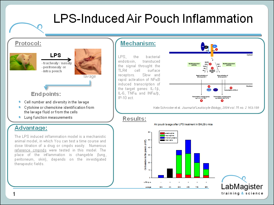 LPS induced air pouch model